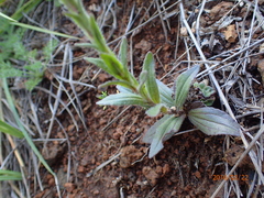 Zaluzianskya microsiphon