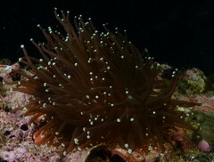 Euphyllia glabrescens