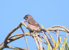 Spermestes cucullata scutata