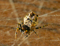 Phoroncidia hankiewiczi