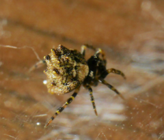 Phoroncidia hankiewiczi