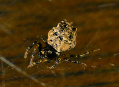 Phoroncidia hankiewiczi