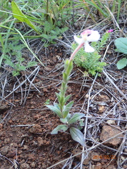 Zaluzianskya microsiphon