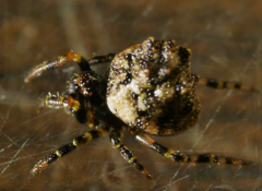 Phoroncidia hankiewiczi