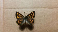 Lycaena enysii