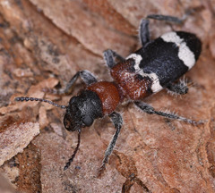 Thanasimus formicarius