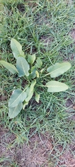 Rumex spinosus