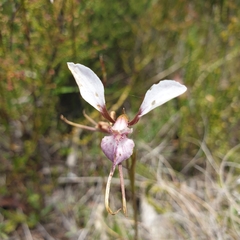 Diuris alba