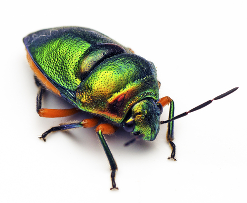 Green Jewel Bug photo 5
