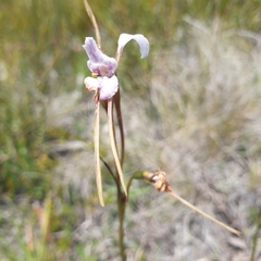 Diuris alba