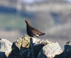 Lagopus lagopus scotica
