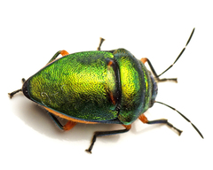 Lampromicra senator