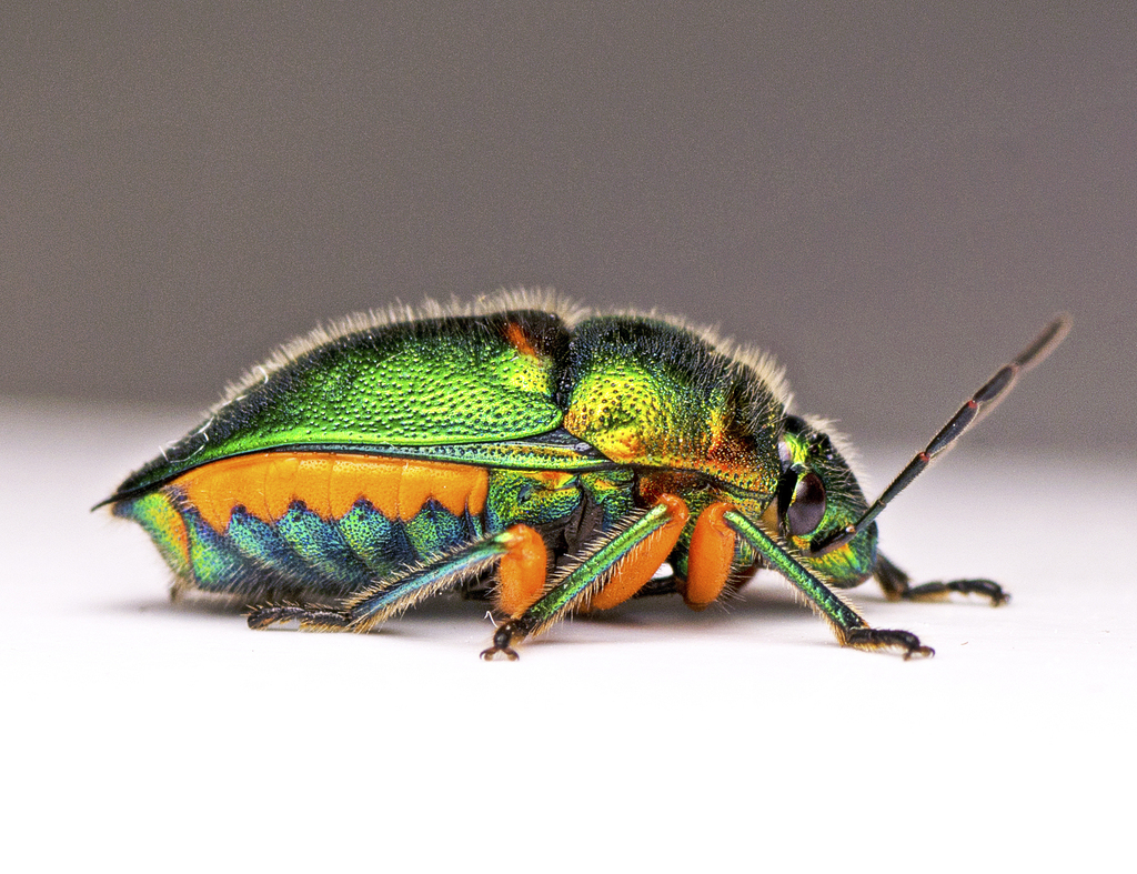 Green Jewel Bug