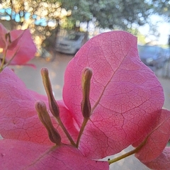 Bougainvillea