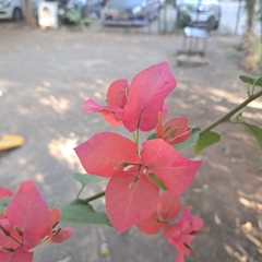 Bougainvillea