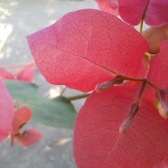 Bougainvillea