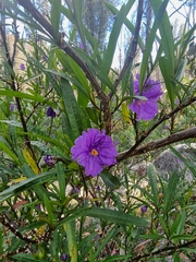 Solanum linearifolium