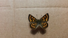 Lycaena enysii