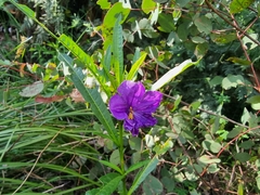 Solanum linearifolium