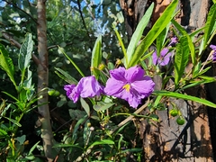 Solanum linearifolium