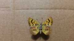 Lycaena enysii
