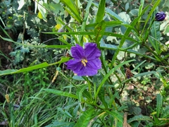 Solanum linearifolium