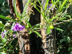Solanum linearifolium