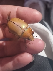 Anoplognathus montanus