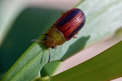 Calomela satelles