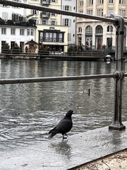 Columba livia domestica