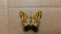 Lycaena enysii