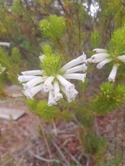 Erica viscaria