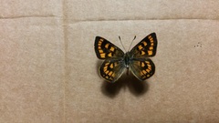 Lycaena enysii