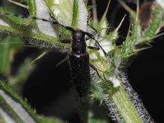 Agapanthia subchalybaea