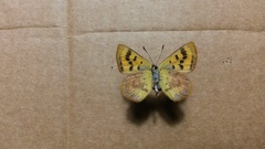 Lycaena enysii