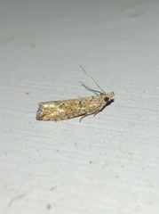 Strepsicrates ejectana