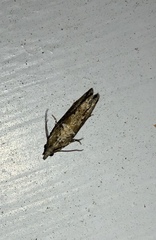 Strepsicrates ejectana