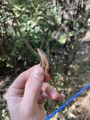 Anolis cupreus