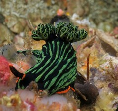 Nembrotha kubaryana