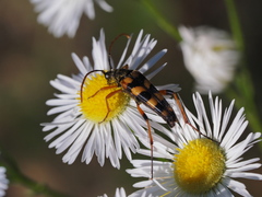 Strangalia attenuata