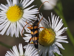 Strangalia attenuata