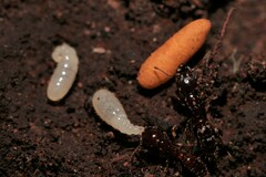 Amblyopone australis