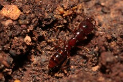 Amblyopone australis