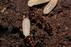 Amblyopone australis