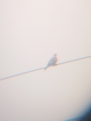 Streptopelia decaocto