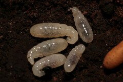 Amblyopone australis