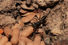 Rhytidoponera tasmaniensis