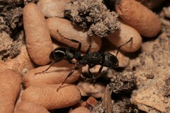 Rhytidoponera tasmaniensis