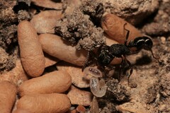 Rhytidoponera tasmaniensis