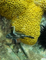 Pareques acuminatus